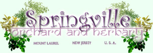 springthree.jpg (18904 bytes)