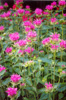 tnbeebalm.jpg (7859 bytes)