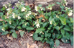 tnivorycomfrey.jpg (14335 bytes)